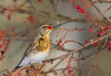 Anelli per richiami vivi in Lombardia, governo non impugna legge Anelli per richiami vivi in Lombardia: cesena (Turdus pilaris) su ramo d'albero, con bacca nel becco