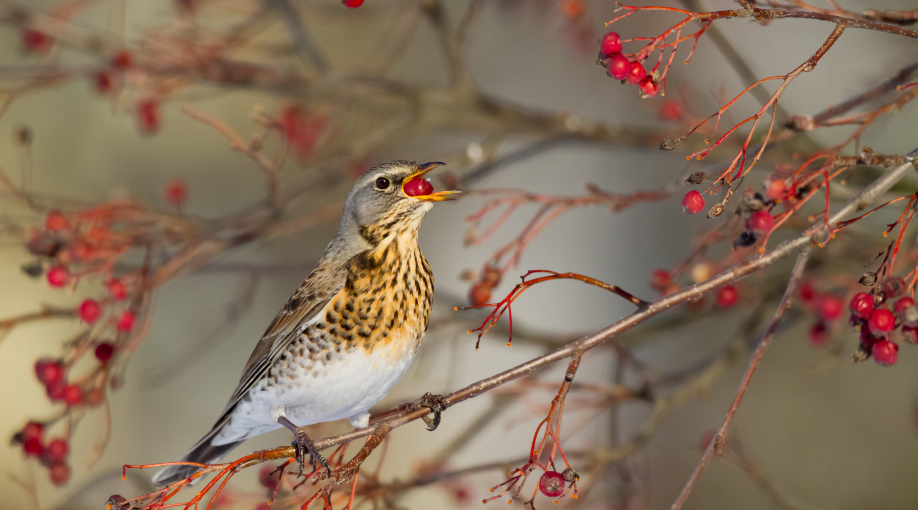 Anelli per richiami vivi in Lombardia, governo non impugna legge Anelli per richiami vivi in Lombardia: cesena (Turdus pilaris) su ramo d'albero, con bacca nel becco