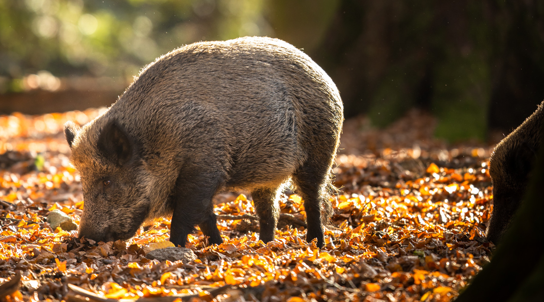 Cambia il regolamento per la caccia al cinghiale in Umbria Cambia il regolamento per la caccia al cinghiale in Umbria