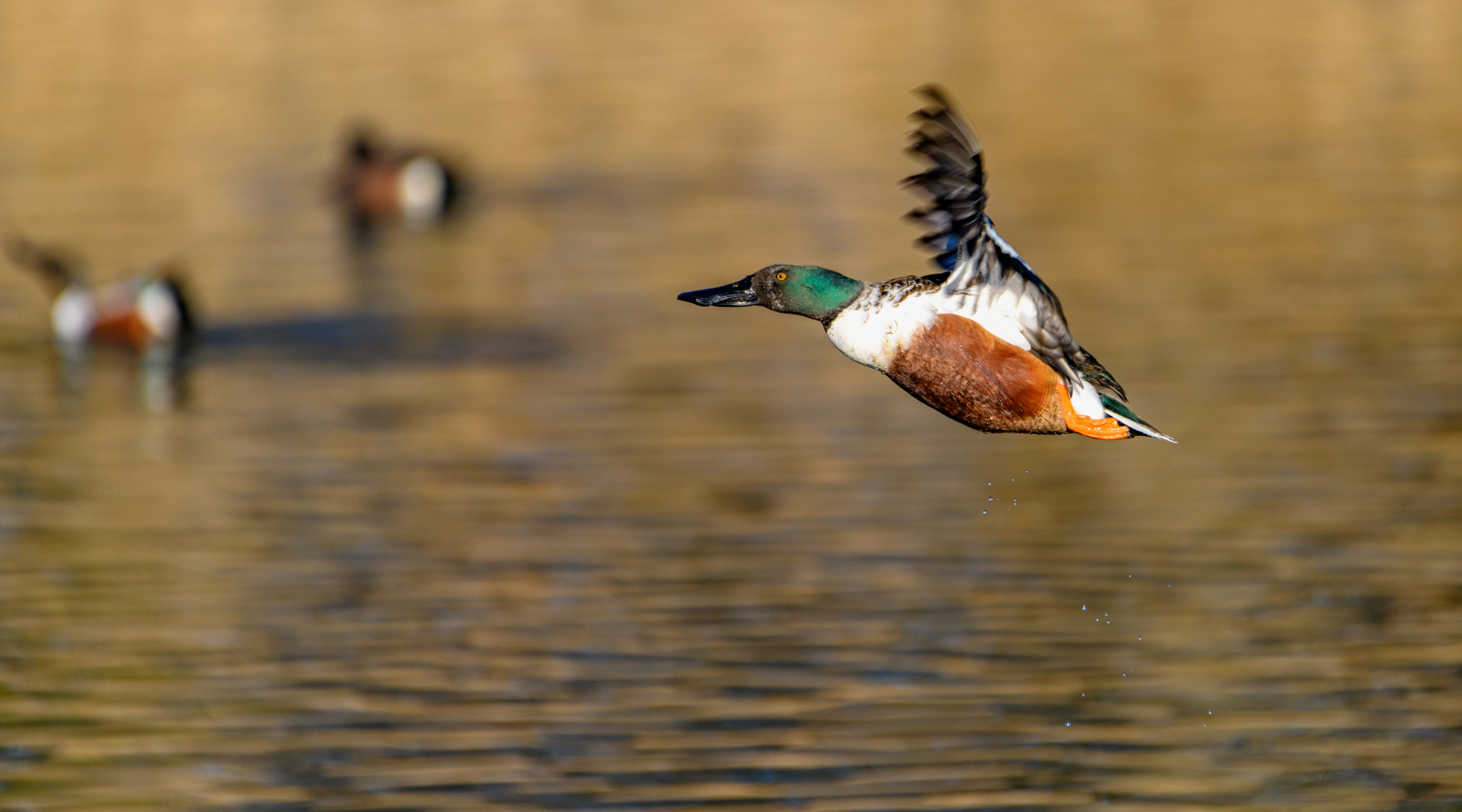 Giornate aggiuntive per la caccia alla migratoria in Veneto, decisione confermata Giornate aggiuntive per la caccia alla migratoria in Veneto: mestolone (Spatula clypeata) in volo in ambiente acquatico