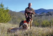 Lo spinone italiano oggi Lo spinone italiano oggi