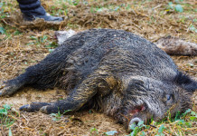 Peste suina africana in Lombardia, cambiano zone di restrizione Peste suina africana in Lombardia, cambiano zone di restrizione: carcassa di cinghiale