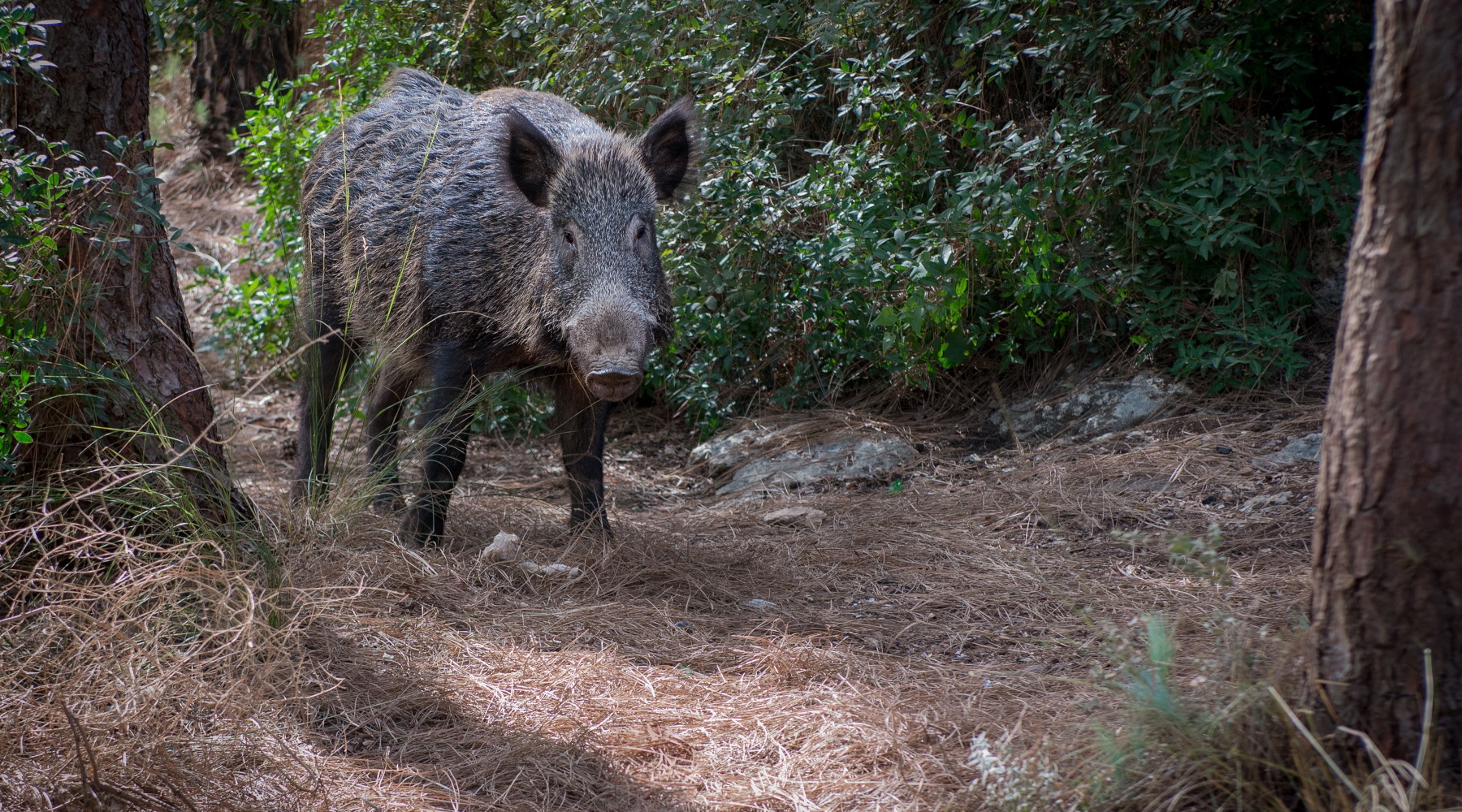 Quanti cinghiali morti di peste suina africana in Italia Quanti cinghiali morti di peste suina africana in Italia? cinghiale nel bosco