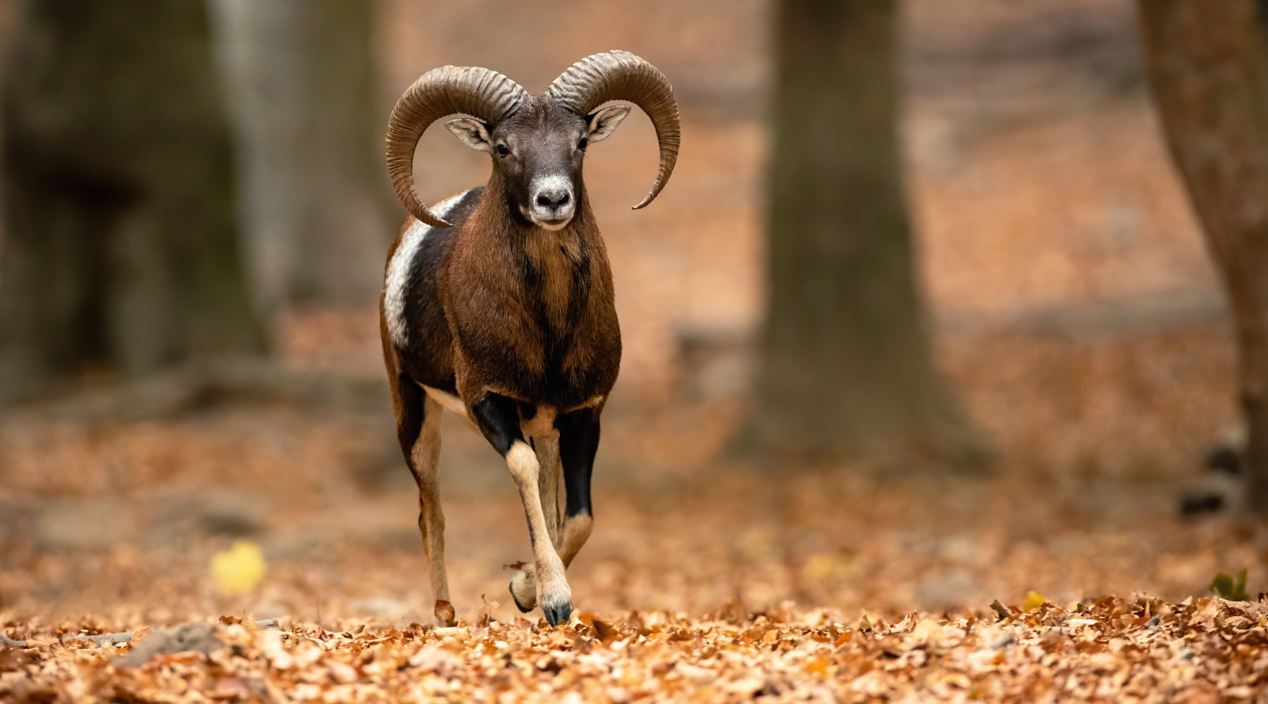 Abbattimento mufloni al Giglio, nuove polemiche Abbattimento mufloni al Giglio, nuove polemiche: muflone (Ovis musimon) nel bosco