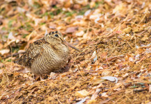 Accolto ricorso sul calendario venatorio della Sicilia Accolto ricorso sul calendario venatorio della Sicilia: beccaccia in ambiente autunnale