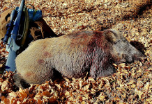 Caccia al cinghiale sulle Alpi Caccia al cinghiale sulle Alpi
