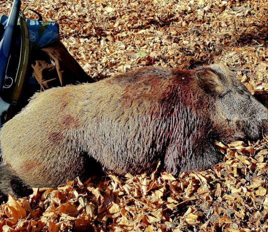 Caccia al cinghiale sulle Alpi Caccia al cinghiale sulle Alpi