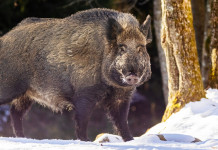 Peste suina africana in Emilia Romagna, la strategia dell’assessorato Peste suina africana in Emilia Romagna, la strategia dell’assessorato: cinghiale su neve