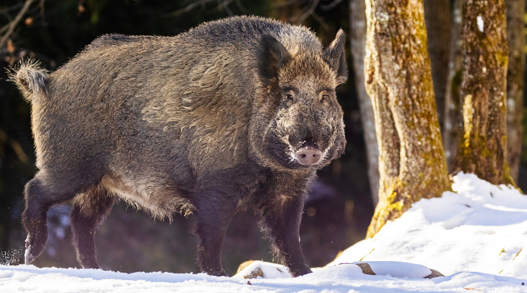 Peste suina africana in Emilia Romagna, la strategia dell’assessorato Peste suina africana in Emilia Romagna, la strategia dell’assessorato: cinghiale su neve