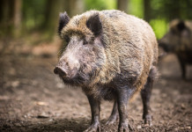 Peste suina africana in Lombardia, Regione al lavoro su due fronti Peste suina africana in Lombardia, Regione al lavoro su due fronti: cinghiale nella foresta