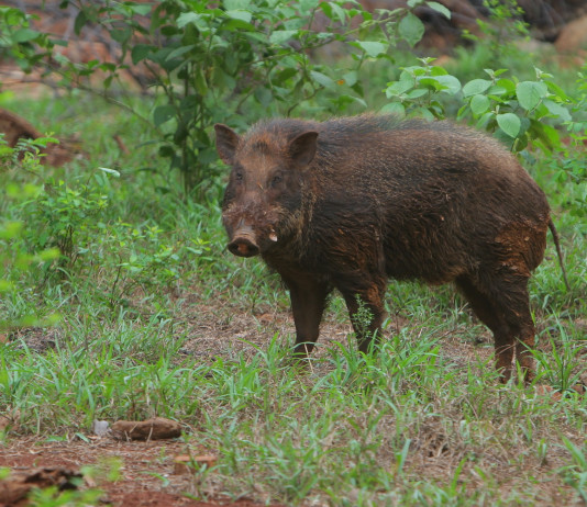 Peste suina africana in Lombardia, verso diminuzione restrizioni Peste suina africana in Lombardia, verso diminuzione restrizioni: cinghiale in ambiente naturale