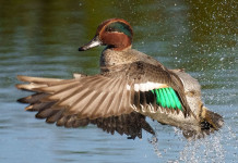 Respinto il ricorso contro il calendario venatorio della Calabria Respinto il ricorso contro il calendario venatorio della Calabria: alzavola (Anas crecca) in volo in ambiente acquatico