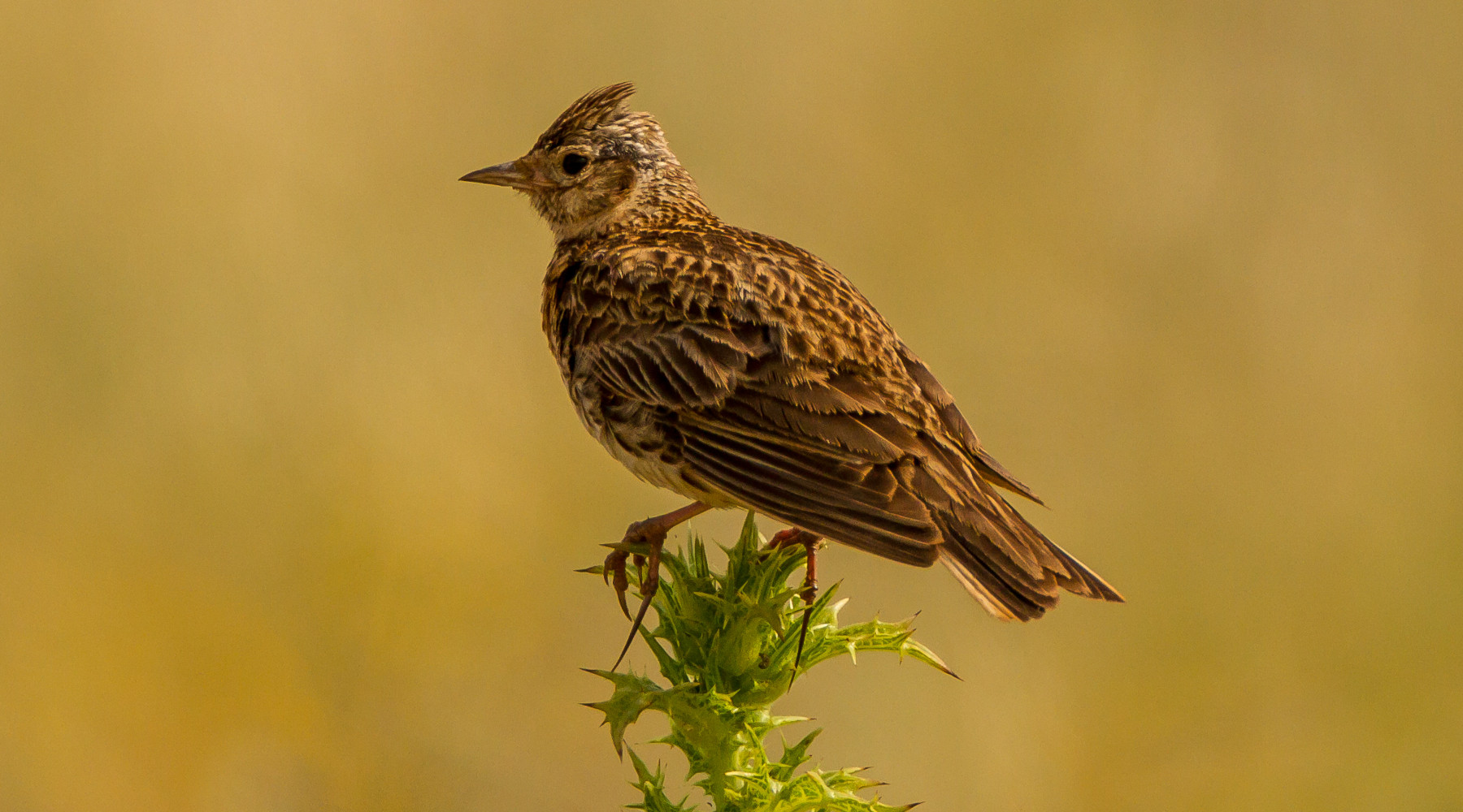 Riapre la caccia in Sicilia Riapre la caccia in Sicilia: allodola (Alauda arvensis)