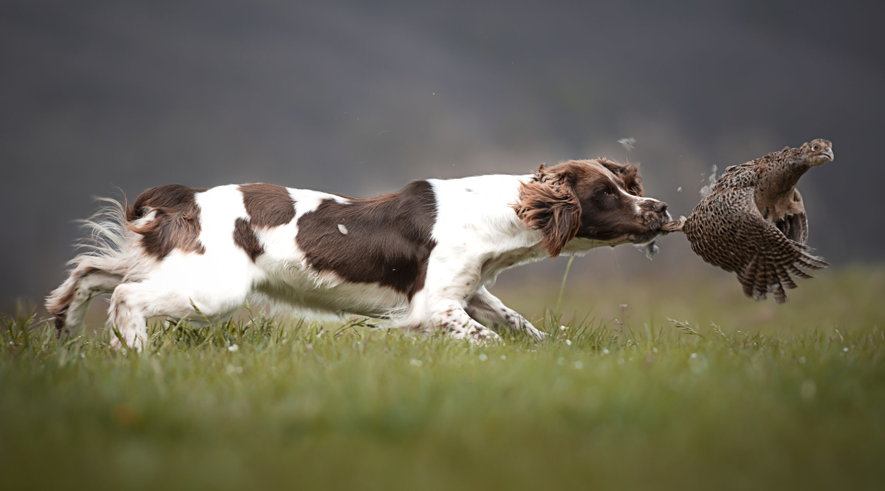 A caccia di scatti vincitori del concorso fotografico Federcaccia A caccia di scatti vincitori del concorso fotografico Federcaccia: setter a caccia