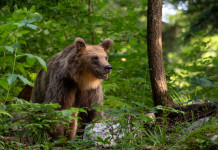 Aggressione da parte di un orso, l’ordinanza della Cassazione sul risarcimento Aggressione da parte di un orso, la sentenza della Cassazione sul risarcimento: orso nel bosco