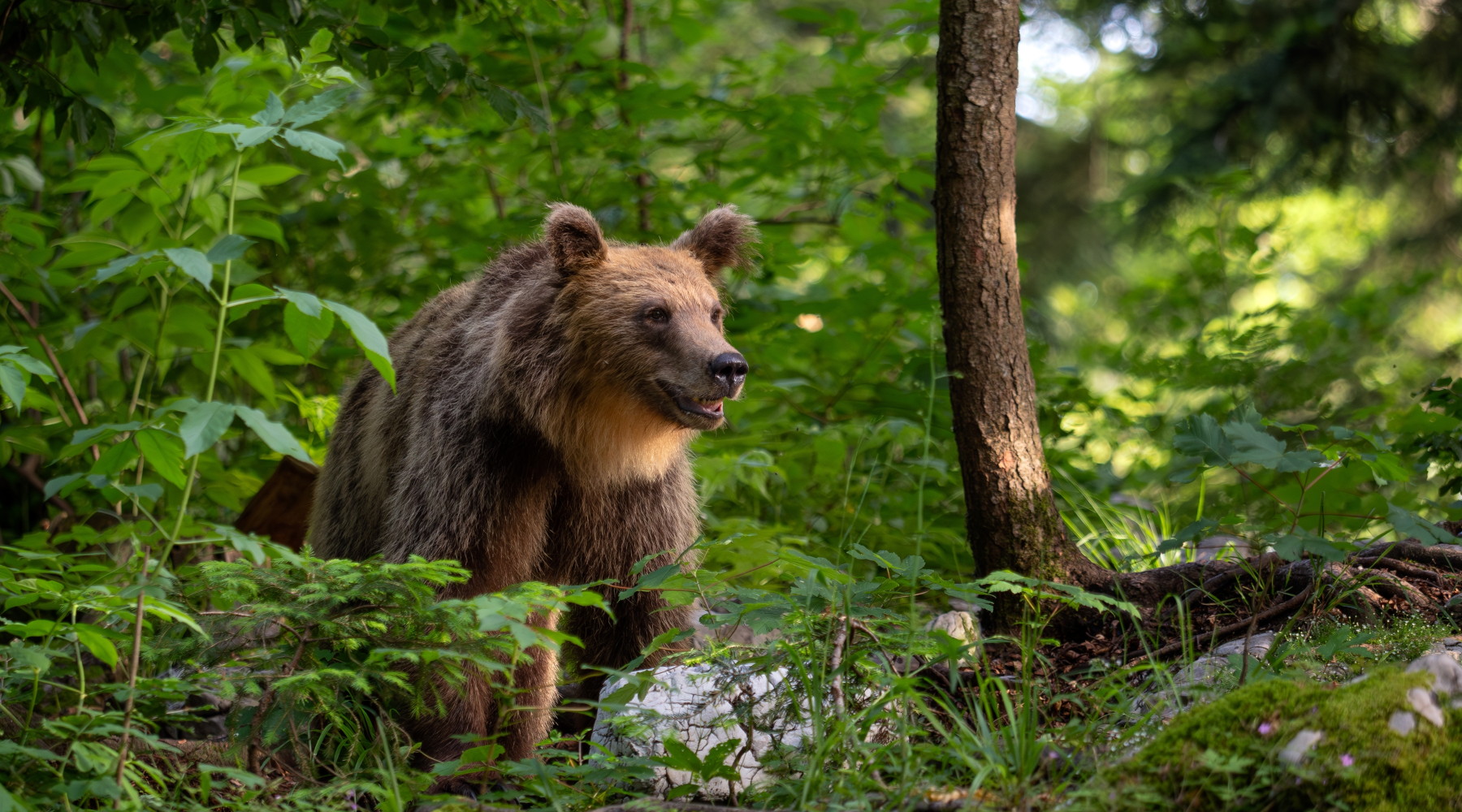 Aggressione da parte di un orso, la sentenza della Cassazione sul risarcimento Aggressione da parte di un orso, la sentenza della Cassazione sul risarcimento: orso nel bosco