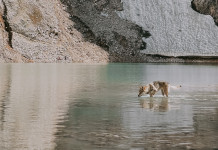 Commissione europea propone modifica dello stato di conservazione del lupo Commissione europea propone modifica dello stato di conservazione del lupo: lupo presso il lago d’Antermoia, sulle Dolomiti, in provincia di Trento (Trentino Alto Adige)