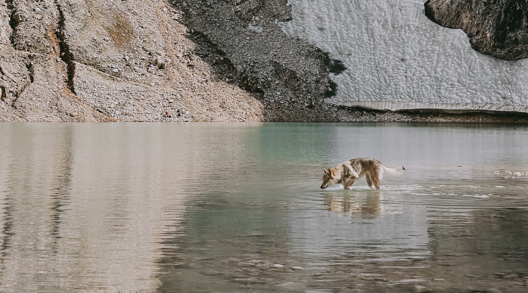 Commissione europea propone modifica dello stato di conservazione del lupo Commissione europea propone modifica dello stato di conservazione del lupo: lupo presso il lago d’Antermoia, sulle Dolomiti, in provincia di Trento (Trentino Alto Adige)