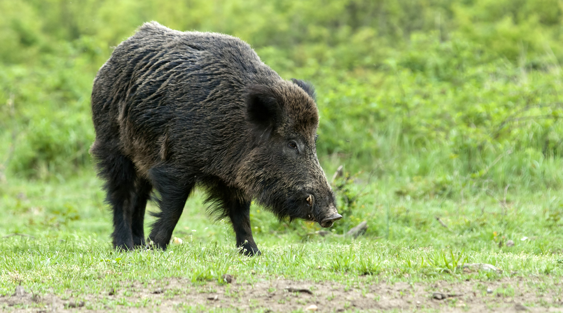 Peste suina africana, le richieste della Lega sulla burocrazia Peste suina africana, le richieste della Lega sulla burocrazia: cinghiale