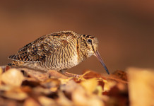 Respinto altro ricorso contro calendario venatorio della Sicilia Respinto altro ricorso contro calendario venatorio della Sicilia: beccaccia in ambiente naturale