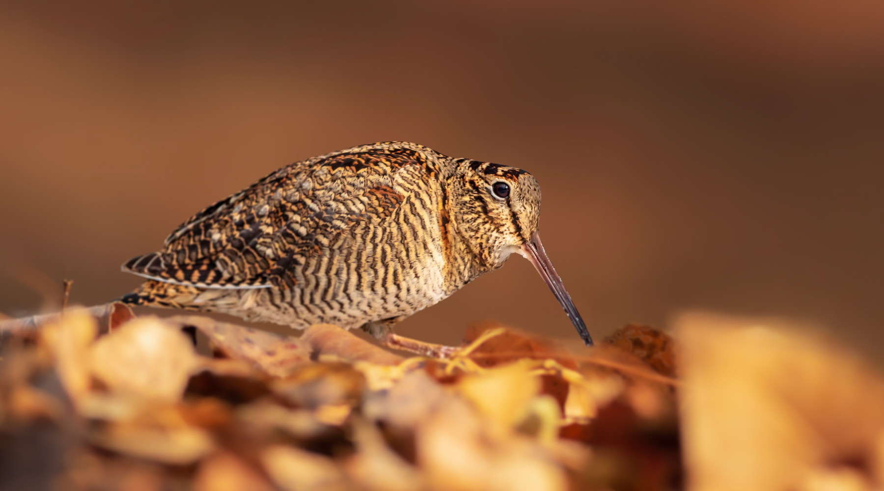 Respinto altro ricorso contro calendario venatorio della Sicilia Respinto altro ricorso contro calendario venatorio della Sicilia: beccaccia in ambiente naturale