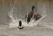 Anticipata la chiusura della caccia a turdidi e uccelli acquatici in Veneto Anticipata la chiusura della caccia a turdidi e uccelli acquatici in Veneto: due germani reali in ambiente acquatico