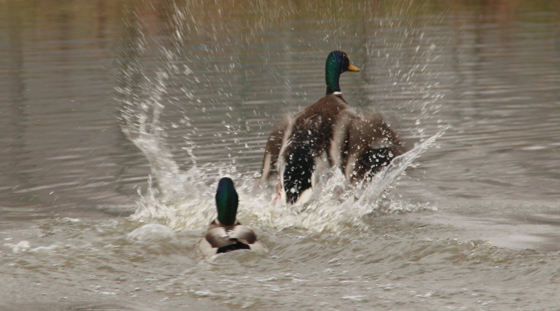 Anticipata la chiusura della caccia a turdidi e uccelli acquatici in Veneto Anticipata la chiusura della caccia a turdidi e uccelli acquatici in Veneto: due germani reali in ambiente acquatico