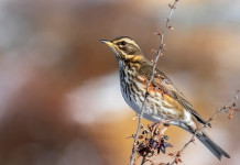 Anticipata la chiusura della caccia al tordo in Basilicata Anticipata la chiusura della caccia al tordo in Basilicata: tordo sassello (turdus iliacus, redwing)