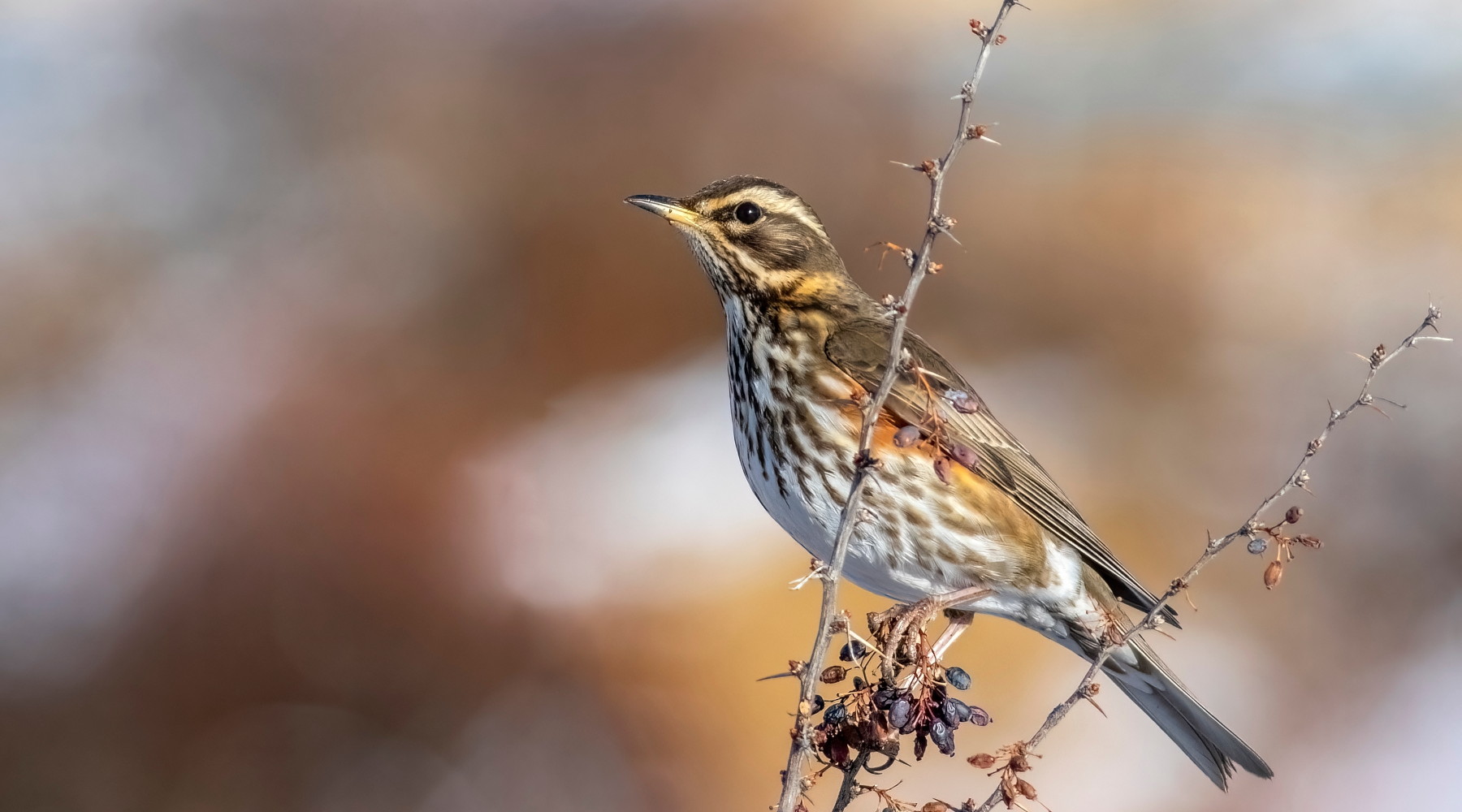 Anticipata la chiusura della caccia al tordo in Basilicata Anticipata la chiusura della caccia al tordo in Basilicata: tordo sassello (turdus iliacus, redwing)