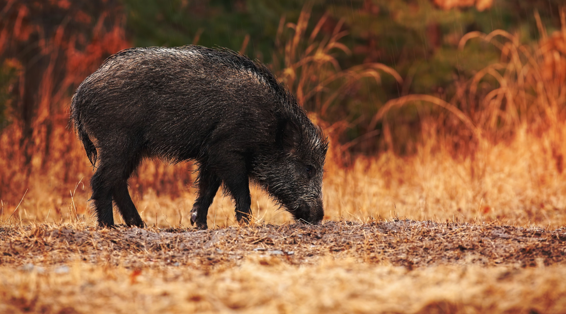 Caccia al cinghiale a gennaio in Abruzzo, la delibera della giunta Caccia al cinghiale a gennaio in Abruzzo, la delibera della giunta: cinghiale in ambiente naturale