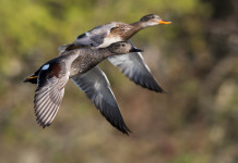 Chiusura anticipata della caccia in Veneto, altra lettera alla giunta Chiusura anticipata della caccia in Veneto, altra lettera alla giunta: due canapiglie (Mareca strepera - gadwall) in volo