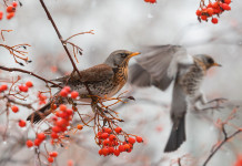 Posticipata la chiusura della caccia alla beccaccia e al tordo in Basilicata Posticipata la chiusura della caccia alla beccaccia e al tordo in Basilicata: cesena su ramo d'albero d'inverno