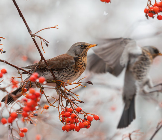 Posticipata la chiusura della caccia alla beccaccia e al tordo in Basilicata Posticipata la chiusura della caccia alla beccaccia e al tordo in Basilicata: cesena su ramo d'albero d'inverno