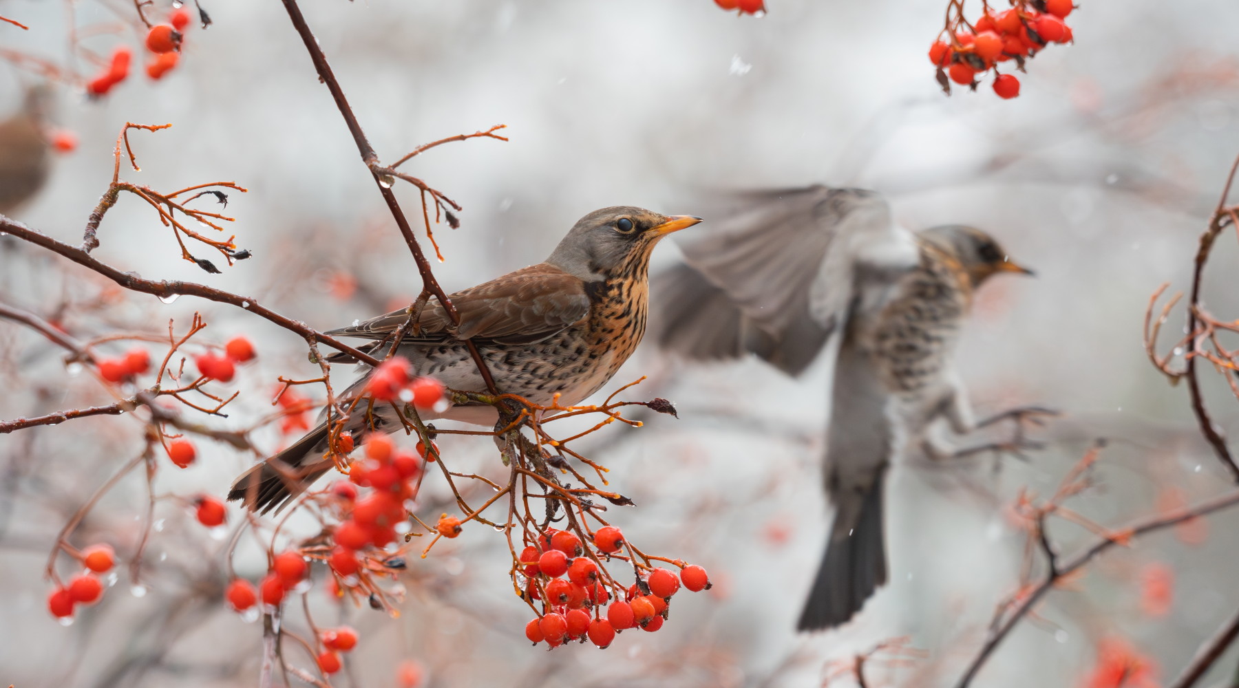 Posticipata la chiusura della caccia alla beccaccia e al tordo in Basilicata Posticipata la chiusura della caccia alla beccaccia e al tordo in Basilicata: cesena su ramo d'albero d'inverno