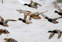 Posticipata la data di chiusura della caccia agli acquatici in Veneto Posticipata la data di chiusura della caccia agli acquatici in Veneto: germani reali in volo