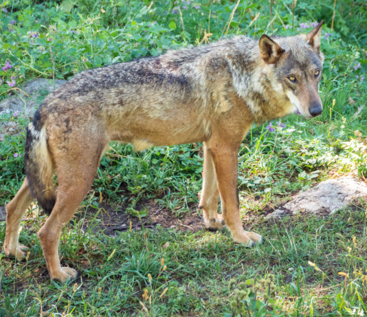 Predazione del lupo sui cani: a conti fatti predazione del lupo sui cani: lupo nel parco nazionale d'Abruzzo