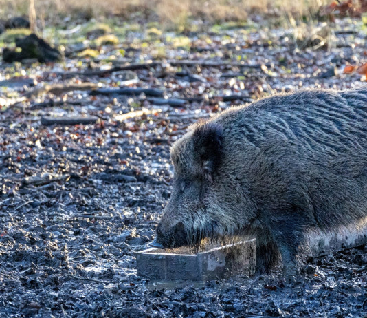 Quante province italiane colpite dalla peste suina africana? Quante province italiane colpite dalla peste suina africana? cinghiale con mangiatoia