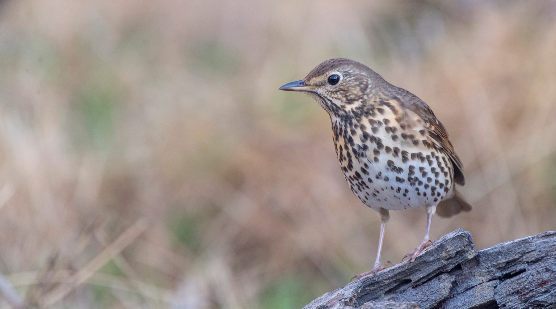 Respinti ricorsi sulla chiusura della caccia al tordo e agli uccelli acquatici in Sardegna Respinti ricorsi sulla chiusura della caccia al tordo e agli uccelli acquatici in Sardegna: tordo bottaccio (turdus philomelos)