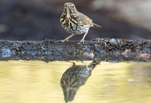 Respinto il ricorso sul calendario venatorio della Basilicata Respinto il ricorso sul calendario venatorio della Basilicata: tordo bottaccio (turdus philomelos) si riflette su specchio d'acqua