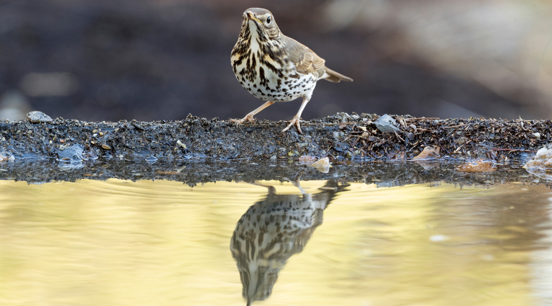 Respinto il ricorso sul calendario venatorio della Basilicata Respinto il ricorso sul calendario venatorio della Basilicata: tordo bottaccio (turdus philomelos) si riflette su specchio d'acqua