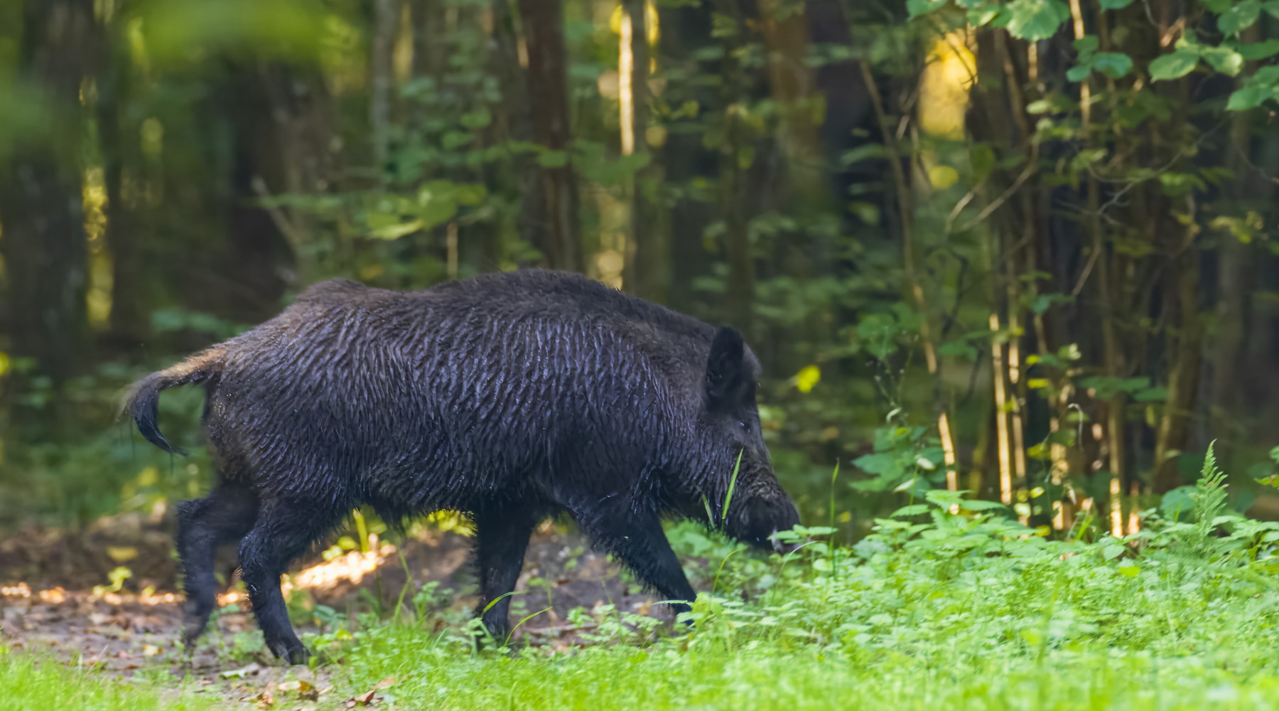 Snack falsamente vegani di contrabbando come vettore della peste suina africana Snack falsamente vegani di contrabbando come vettore della peste suina africana: cinghiale nella foresta