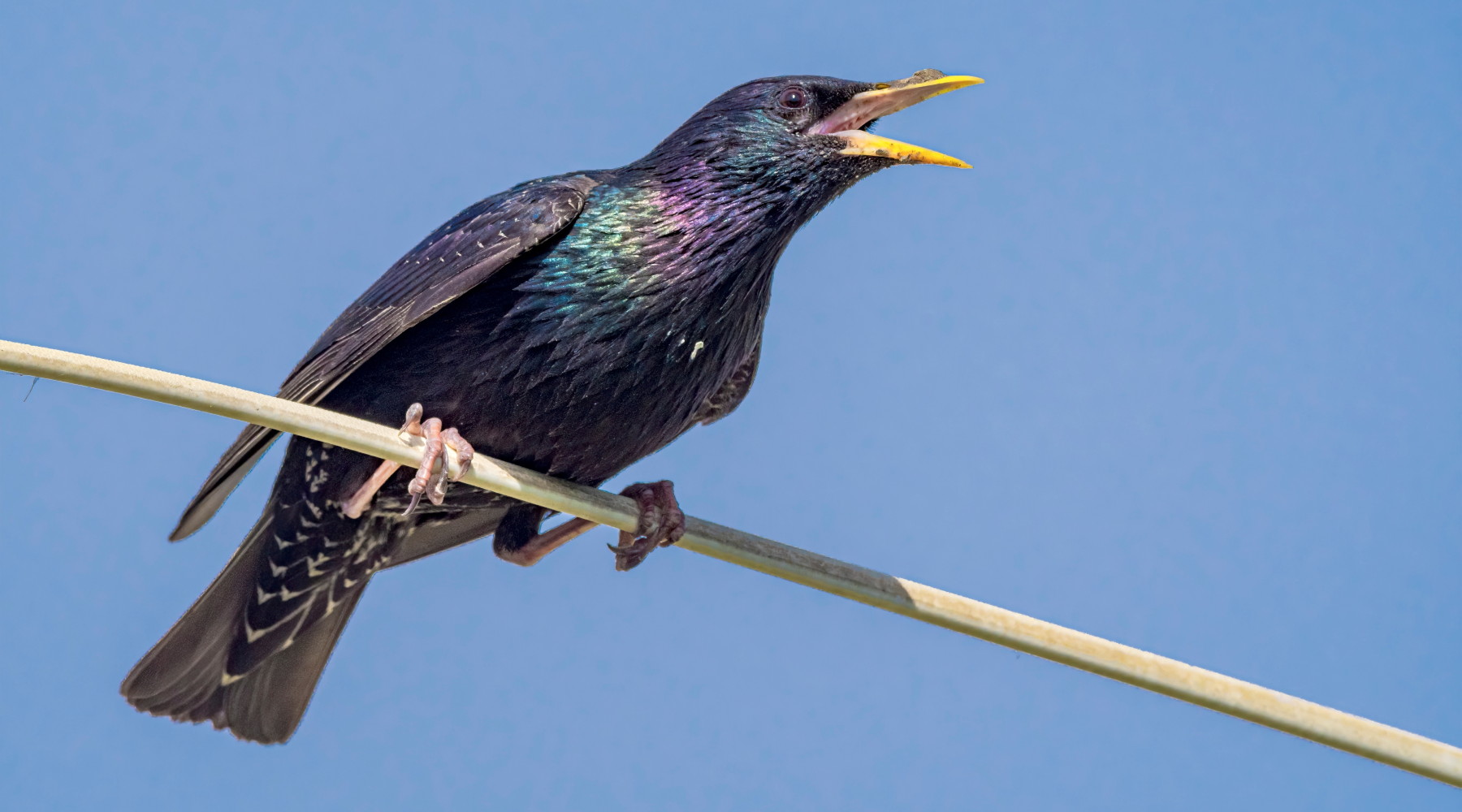 Caccia in deroga: Consiglio di Stato dà torto all'Ispra Caccia in deroga: Consiglio di Stato dà torto all'Ispra - storno (Sturnus vulgaris, storno comune)
