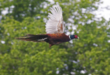 Fagiano: una specie con una storia affascinante Fagiano: una specie con una storia affascinante