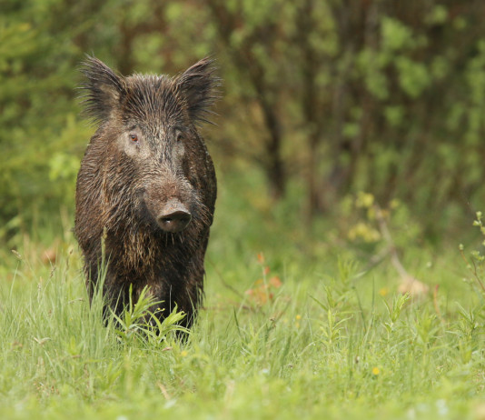 I moderatori di suono per la caccia di selezione al cinghiale? I moderatori di suono per la caccia di selezione al cinghiale? cinghiale nel bosco, vista frontale