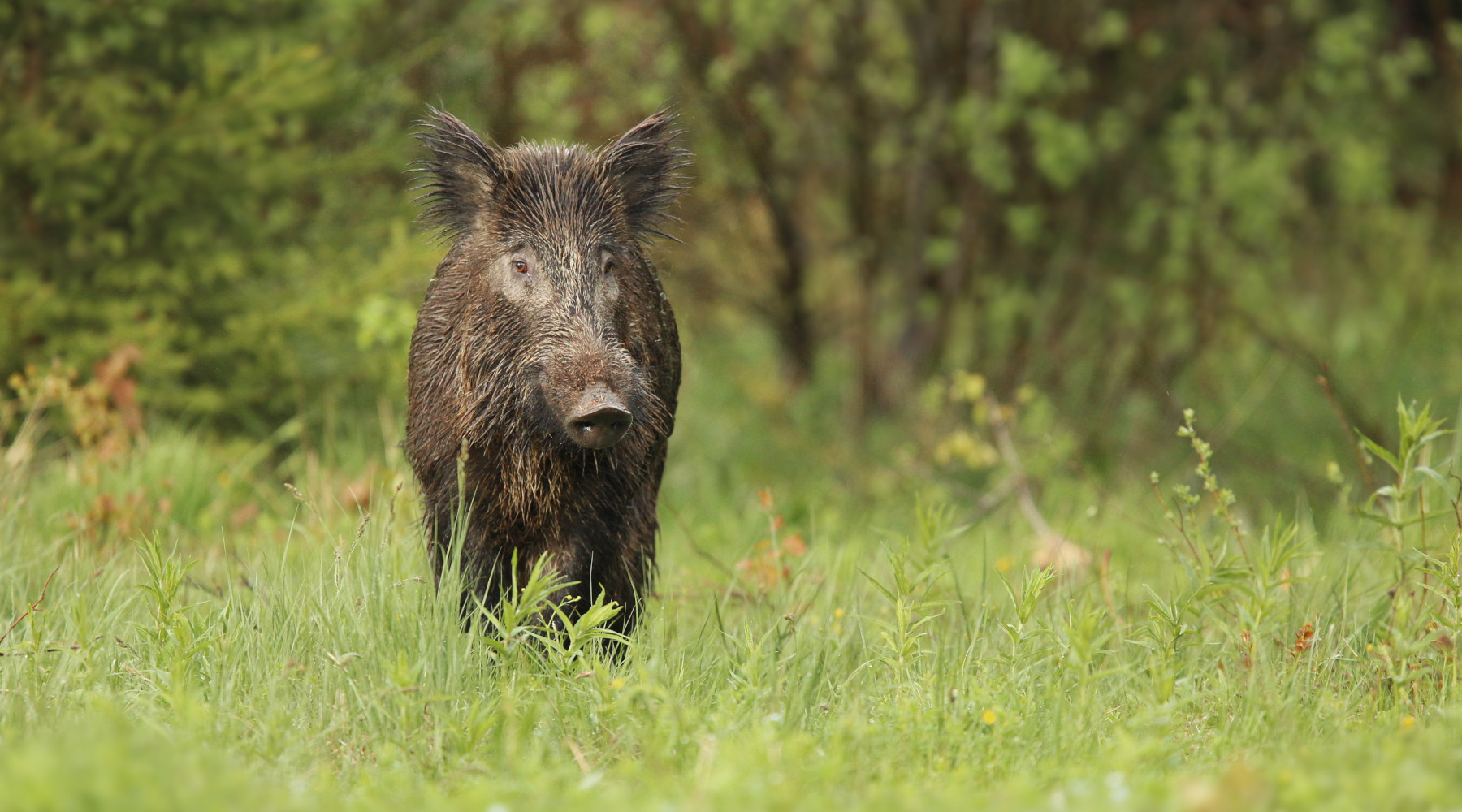 I moderatori di suono per la caccia di selezione al cinghiale? I moderatori di suono per la caccia di selezione al cinghiale? cinghiale nel bosco, vista frontale