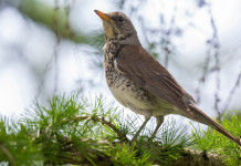 Lotta al bracconaggio e sequestro dei richiami vivi, interrogazione in Senato Lotta al bracconaggio e sequestro dei richiami vivi, interrogazione in Senato: cesena (Turdus pilaris) su ramo