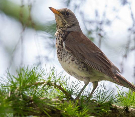 Lotta al bracconaggio e sequestro dei richiami vivi, interrogazione in Senato Lotta al bracconaggio e sequestro dei richiami vivi, interrogazione in Senato: cesena (Turdus pilaris) su ramo