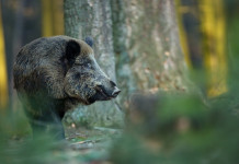 Lotta contro la peste suina africana: «Cacciatori necessari» Lotta contro la peste suina africana: cinghiale nella foresta