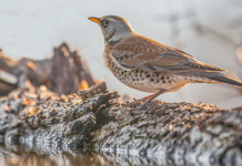 Valichi montani in Lombardia, accolto ricorso Lac Valichi montani in Lombardia, accolto ricorso Lac: cesena in montagna, vicino a corso d'acqua