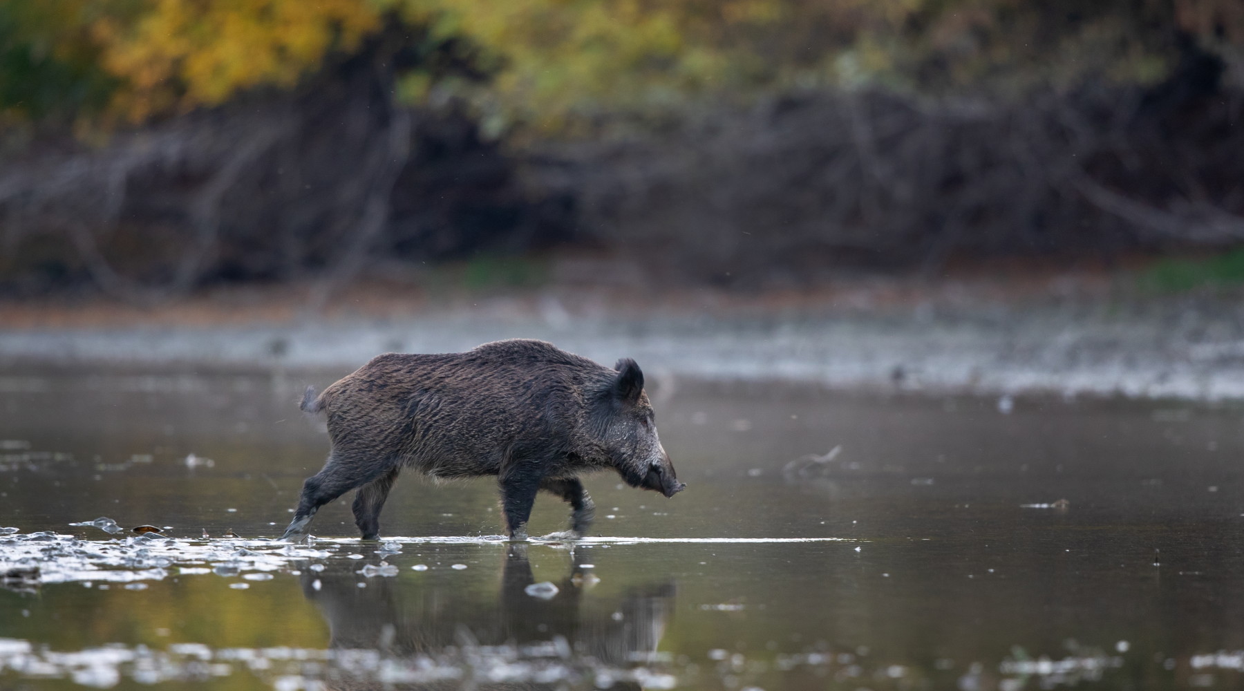 Cambierà il regolamento per la caccia al cinghiale in Emilia Romagna Cambierà il regolamento per la caccia al cinghiale in Emilia Romagna